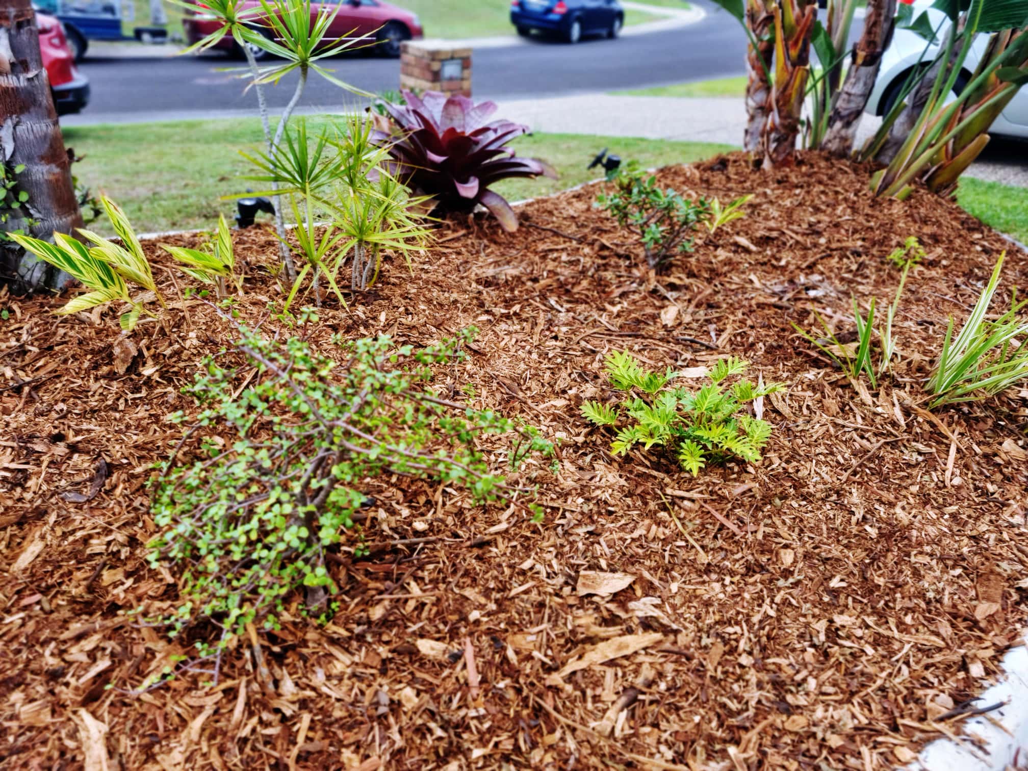 Compact backyard garden with trimmed lawn and tidy planting beds